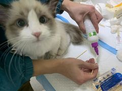 -安安宠医·安宠宠物医院