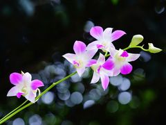 -深圳市中科院仙湖植物园
