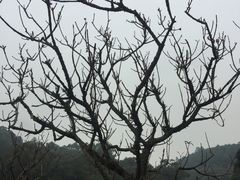 -南国桃园旅游度假区