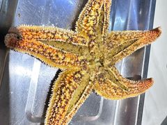 烤海星-众想海鲜·烧烤·海肠捞饭·渔家菜(孙家疃店)