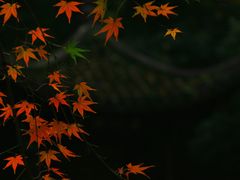 -虎跑公园
