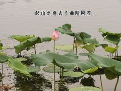 -九曜山
