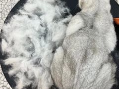 -momokira米努特·德文卷毛猫·棉花面纱犬