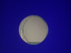 -蓉府金足印象(德阳文庙店)