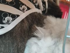 -芭比堂动物医院·24小时·眼科中心(深圳中心)