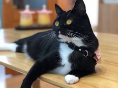 -是阿柴呀！柴犬咖啡·爱喵喵猫咖