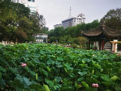 -莲湖公园