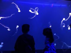 -新加坡海洋生态馆
