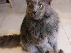 -平行世界·猫咖(首经贸店)
