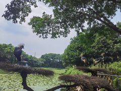 -广州长隆飞鸟乐园