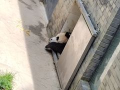 -都江堰中华大熊猫苑