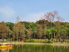 -金花茶公园