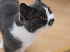 -猫和宫(六道口店)