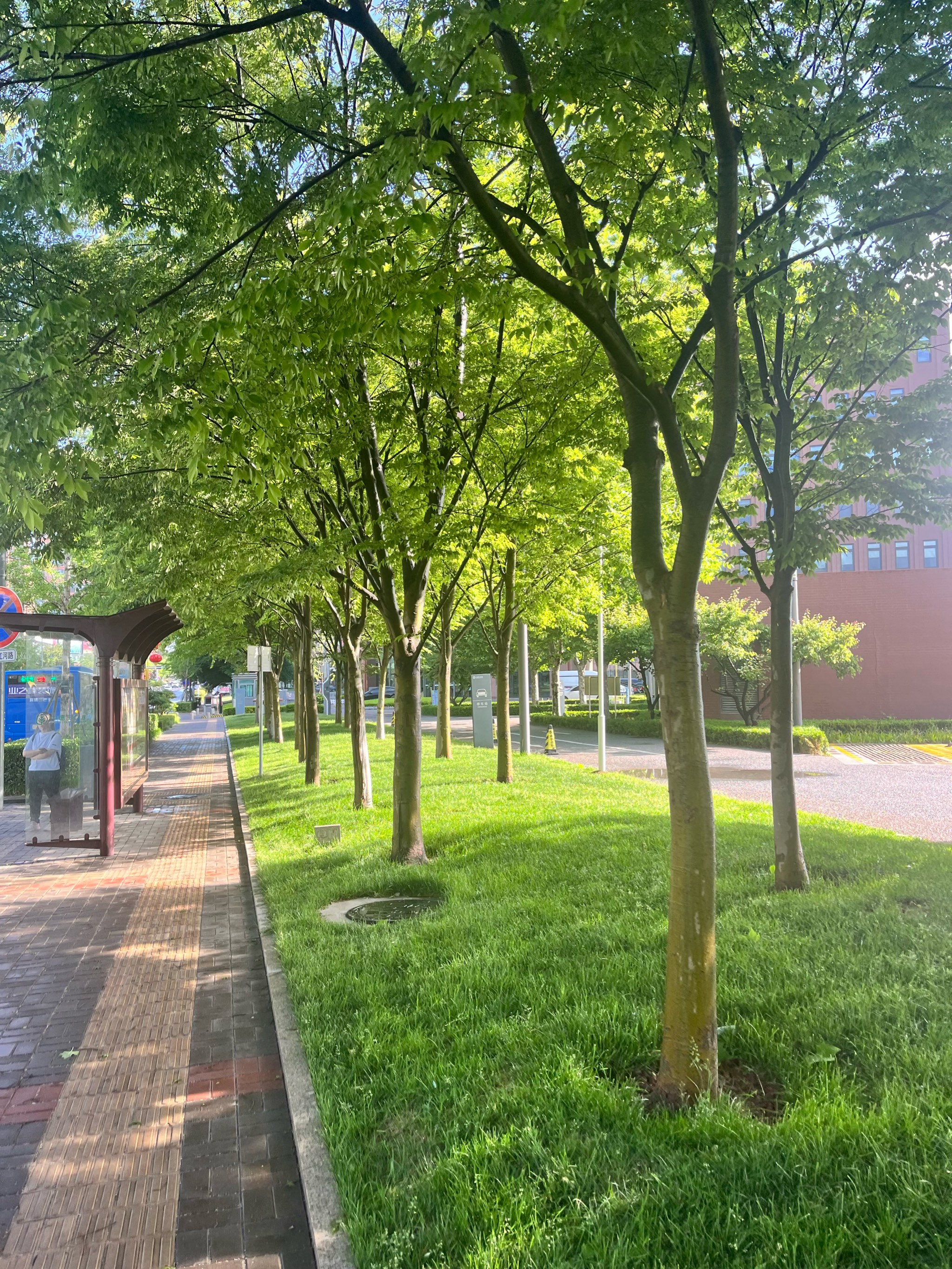 雨后清晨昼风图片