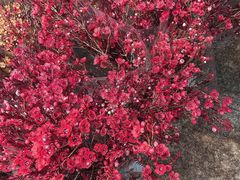 -双季花艺园艺市场(浦东店)