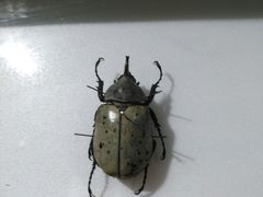 -上海昆虫博物馆