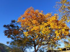 -北京西山国家森林公园