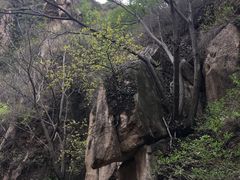 -大岭沟猕猴桃谷风景区