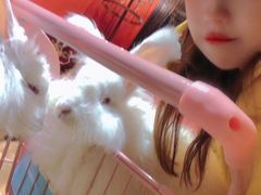 -猫色咖啡·猫咖