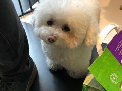 -Oh My Dog宠物沙龙(伊珊娜皮毛护理店)