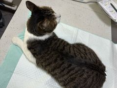 -瑞派宠物医院·犬猫全科·猫友好(宾水西道店)