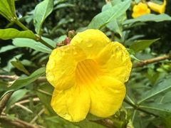 -南宁良凤江国家森林公园