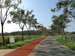 -上海长兴岛郊野公园