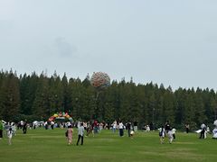 -黄海国家森林公园