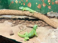 -上海大自然野生昆虫馆