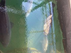 -蓝湾碧波·老字号·疍家非遗海上餐厅
