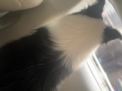 -瑞鹏宠物医院·骨科·猫科·内科(第一中心)