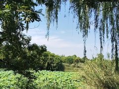 -白鹭湾湿地公园