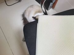 -艾贝尔宠物医院 ·内科全科(梁溪路店)