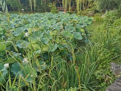 -观唐（国际）度假村温泉