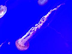 -瑞普利水族馆