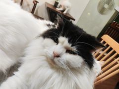 -楼上猫咖(罗湖店)