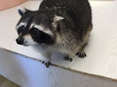 -浣熊柯尔鸭土拨鼠·电玩咖
