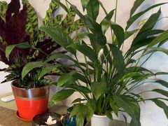 -伊斯麦尔丝路·新派菜(沙子口店)