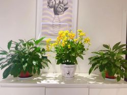 -SILKTONE诗丽堂美容