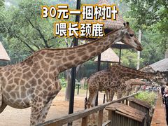 -广州长隆野生动物世界