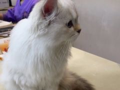 -瑞派康怡24h宠物医院·犬猫医疗中心·微创绝育(瑞景分院)