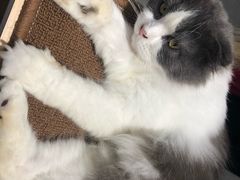 -飞行喵MR PILOT|猫舍·猫咖(静安大融城店)