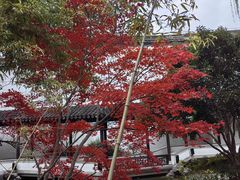 -秋霞圃