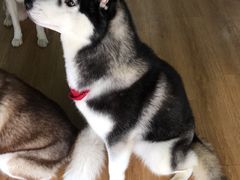 -Husky Go! 哈士奇体验馆·宠物咖啡厅狗咖