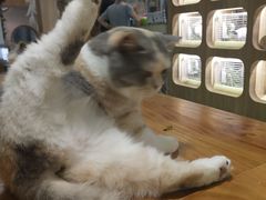 -藦茜花园宠物主题亲子互动体验馆(国顺东路店)