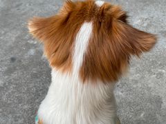 -爱诺耐芙动物医院(万博店)