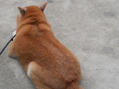 -Again Coffee Roaster(香蜜湖店)