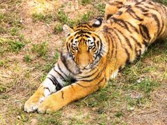 -石家庄市动物园