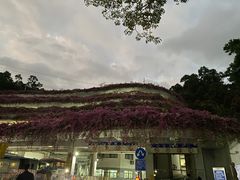 -深圳仙湖植物园