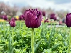 -北京国际鲜花港